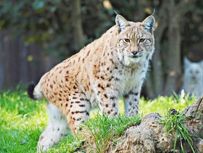 Туранский тигр