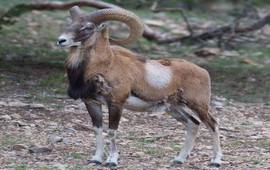 Арменийский муфлон