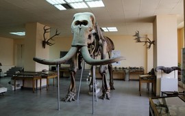 Elephas Armeniacus - Слоны Армянского нагорья