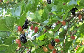 Армянская шелковица - Дерево миротворец