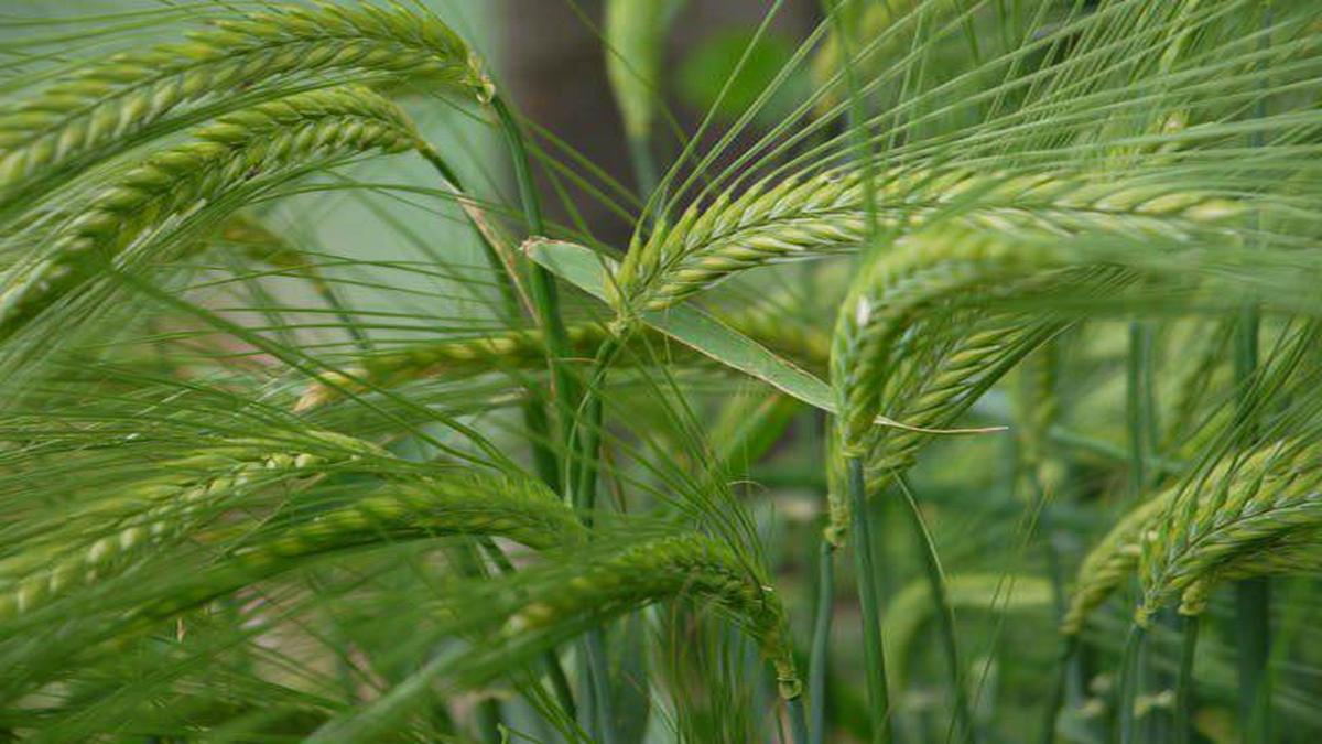 Армения прародина многих злаковых растений